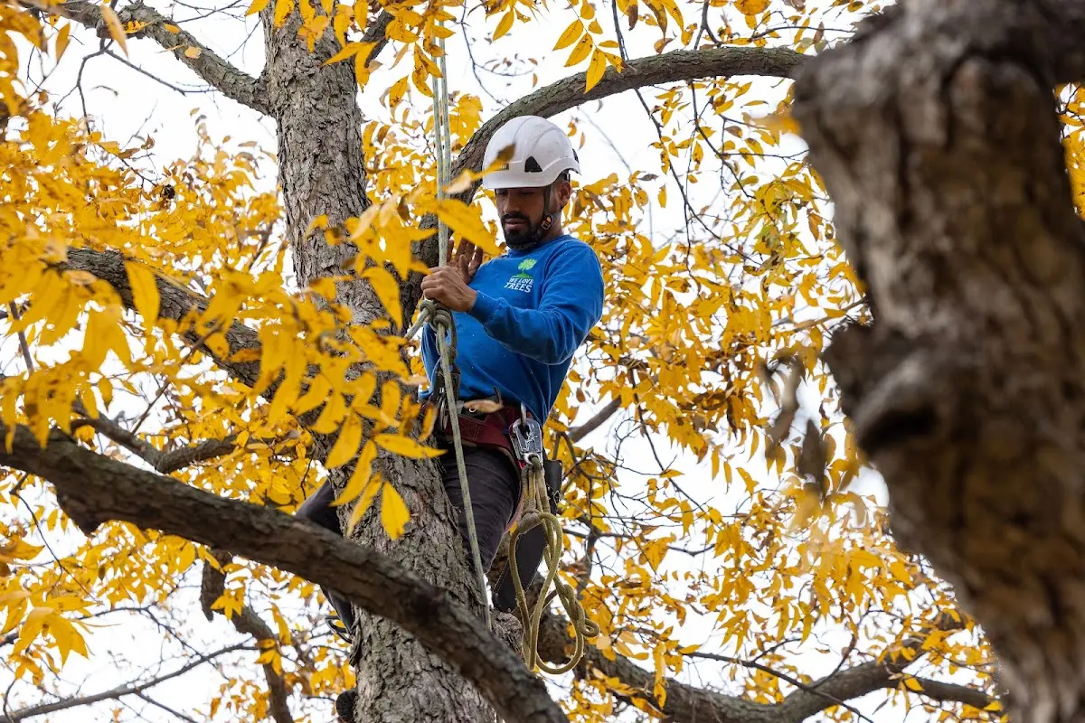 Skilled Dead Tree Removal crew working in Green Forest